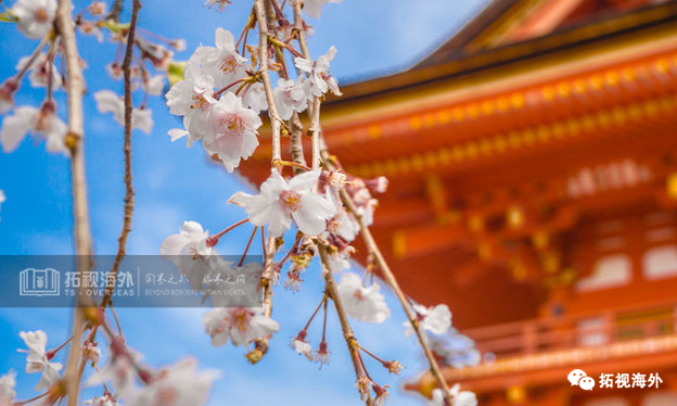 拓視詳解｜日本對(duì)國(guó)人到底有何吸引力？